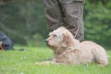 Hundepräsentation 2019